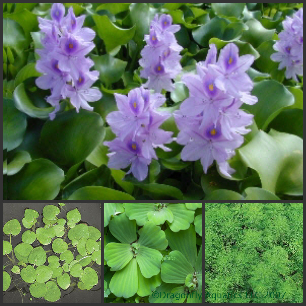 Floating Plant Sampler Small Pond Plants Dragonfly Aquatics