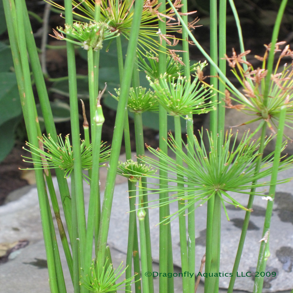 dwarf papyrus plant