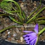trop-lily-potted-w-gravel