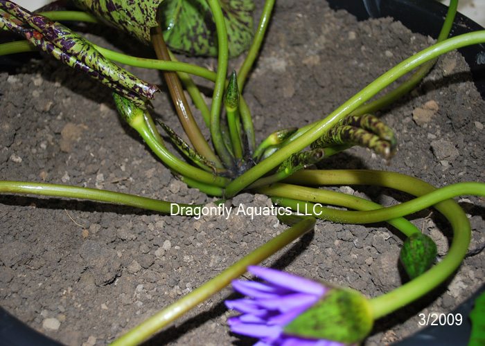 Variegated Arrowhead (Sagittaria Graminea Crushed Ice)