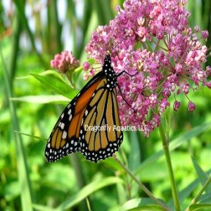 Pink Butterfly Flower (Asciepias incarnata) - Dragonfly Aquatics