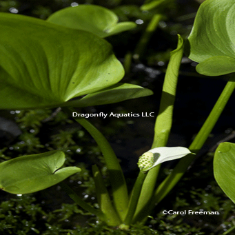 Arrow Arum A Great Live Pond Plant For Your Water