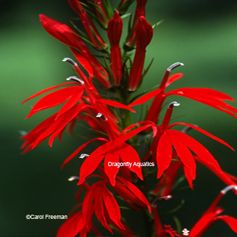 cardinal flower hardy pond