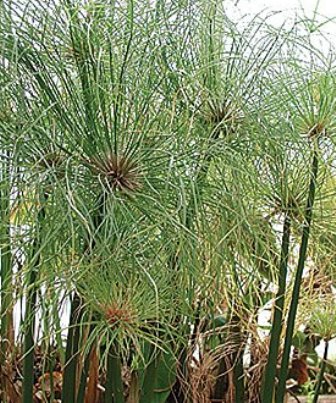 dwarf papyrus pond dwarf papyrus pond