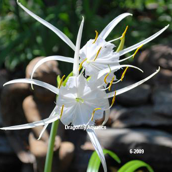 White Spider Lily Marginal Bog pond Plant