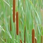 common-cattails-istock