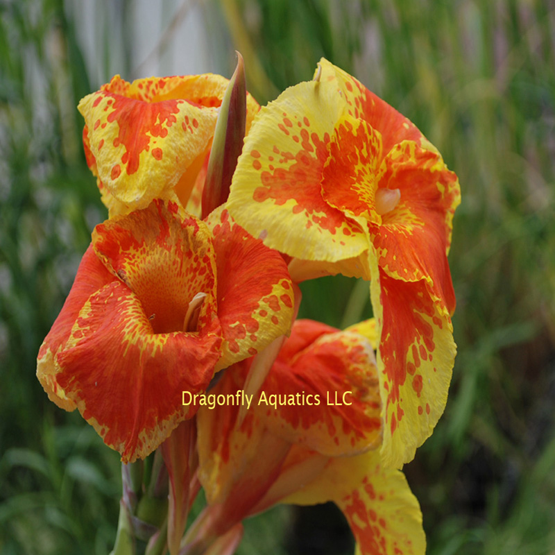 Live Orange King Humbert Canna Tropical Aquatic Marginal Pond Plant Live Orange King Humbert Canna Tropical Aquatic Marginal Pond Plant