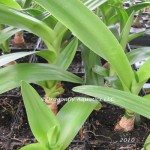 bog-spider-plant-my-picture