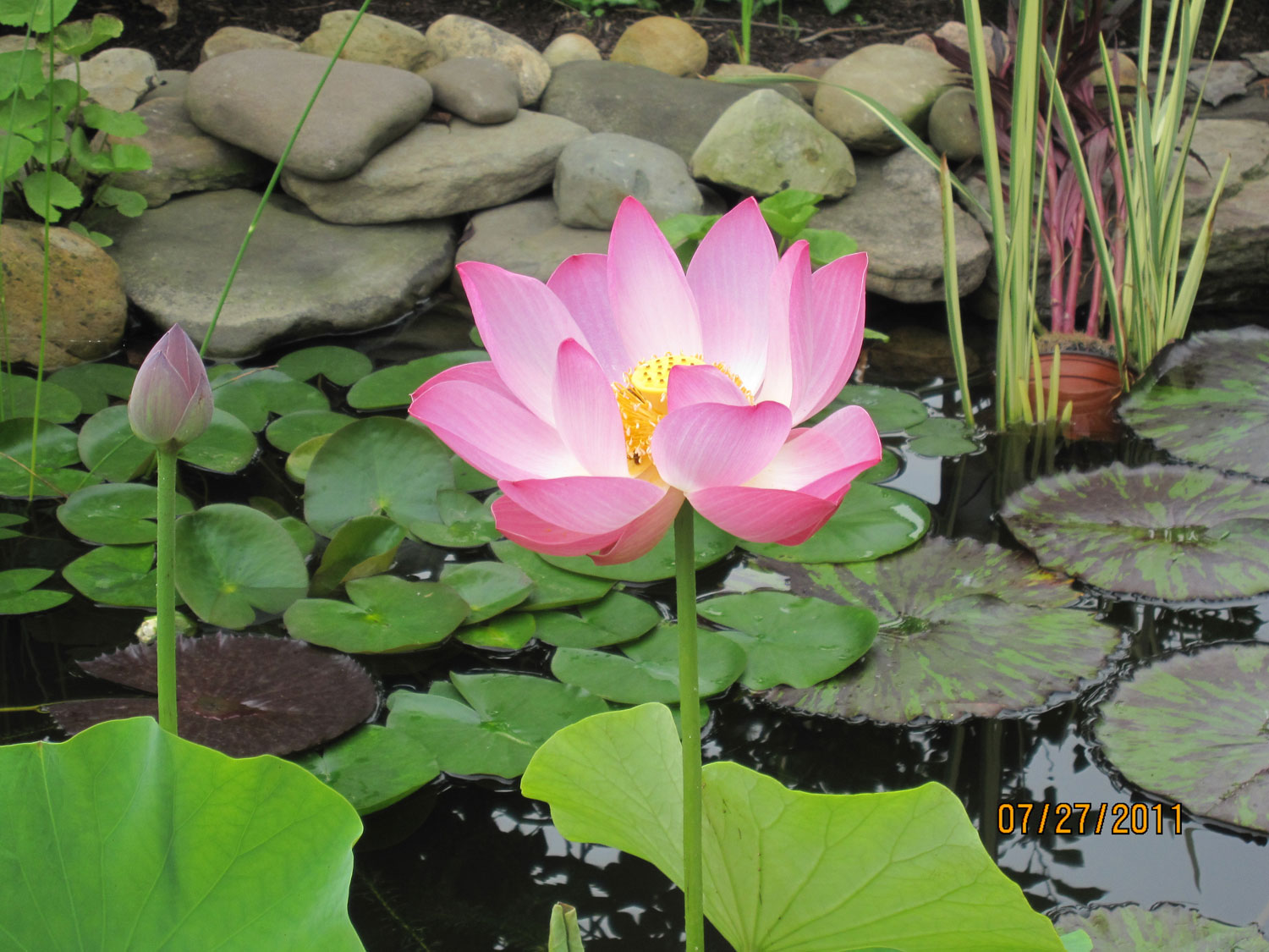 Small Pink Peony Watergarden