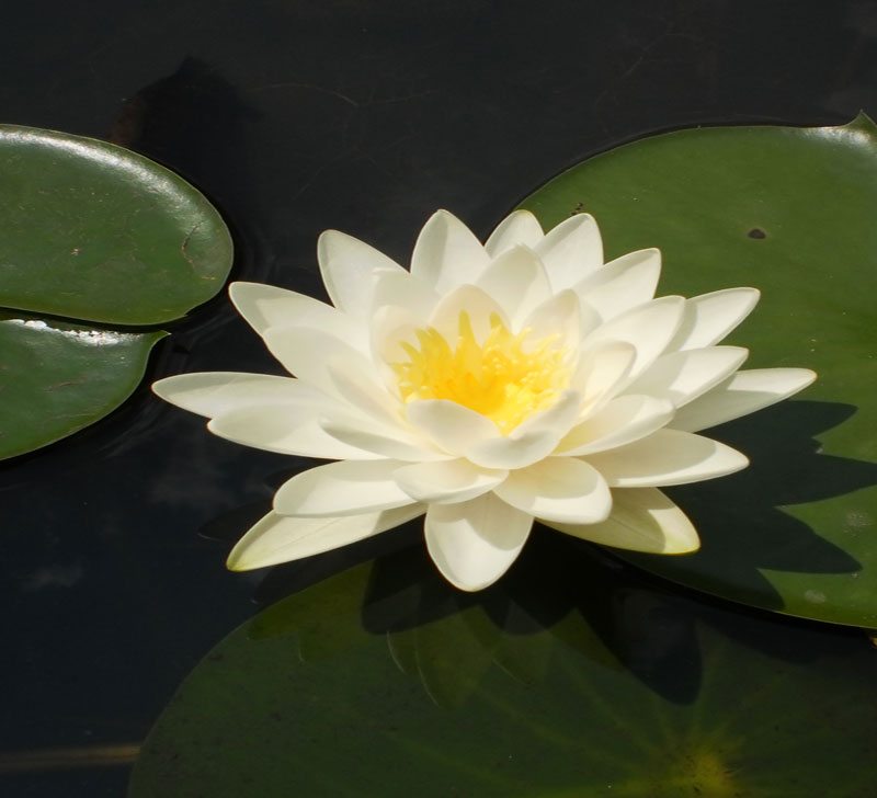 hardy water lily for small pond